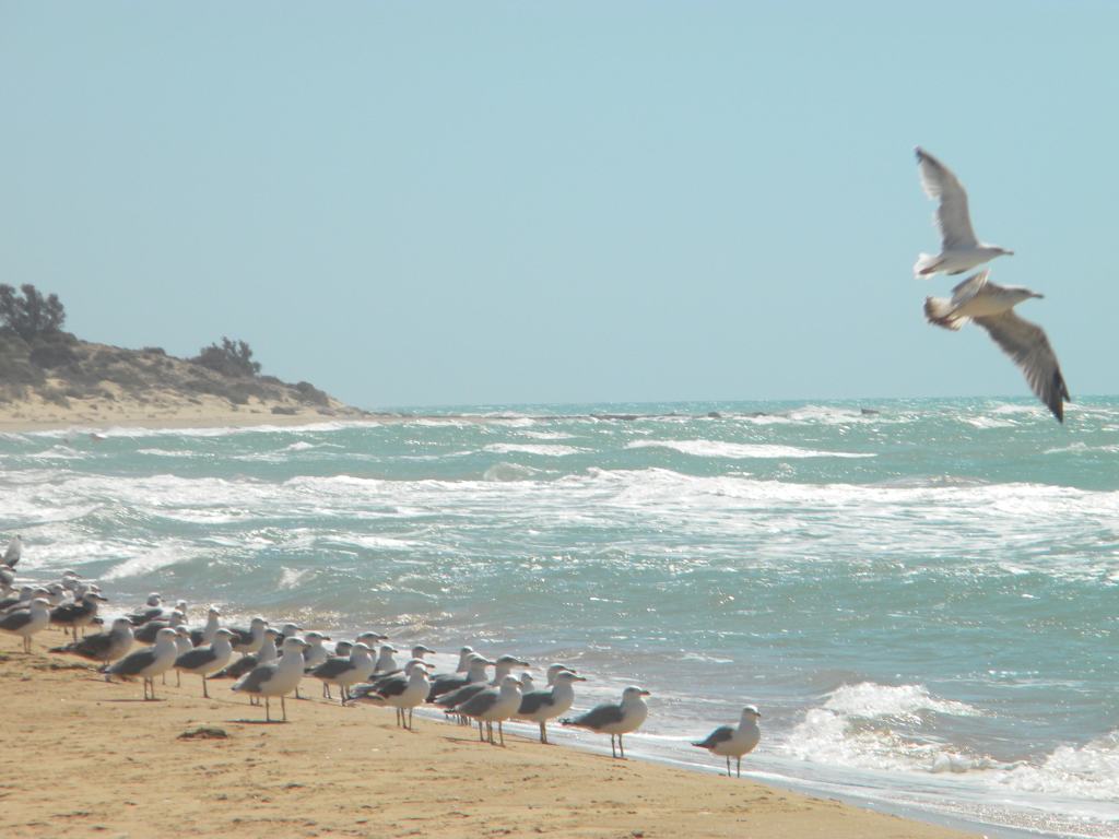 ‘Il gabbiano Jonathan Livingston’: la libertà di essere diversi e combattere per i propri ideali