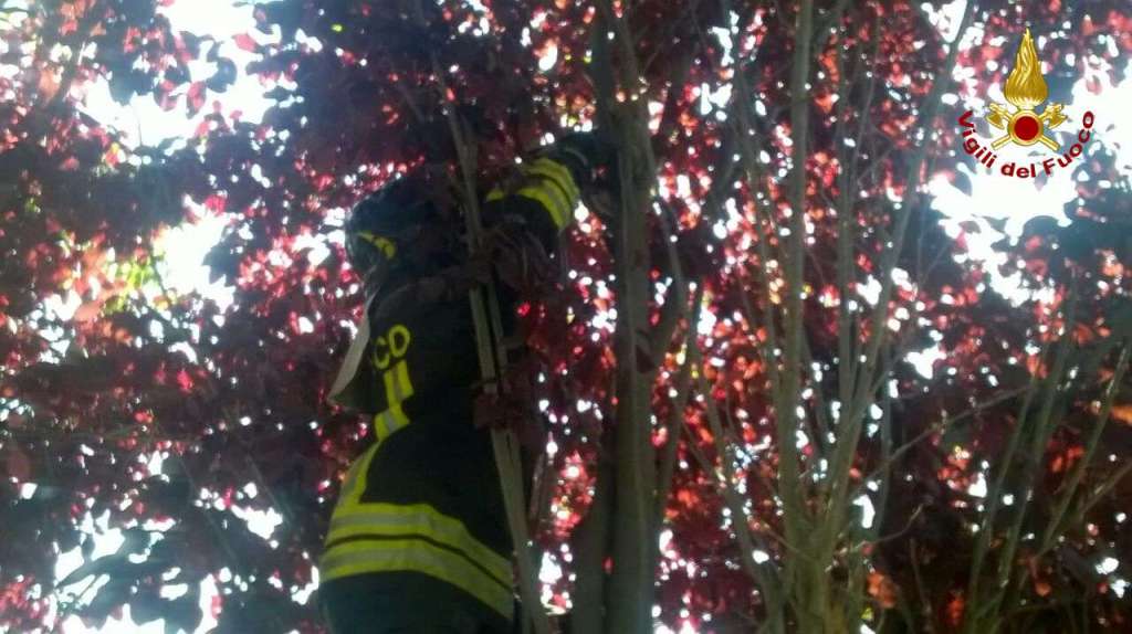 Calabria, i Vigili del Fuoco salvano un gatto: era sulla cima di un albero alto 4 metri