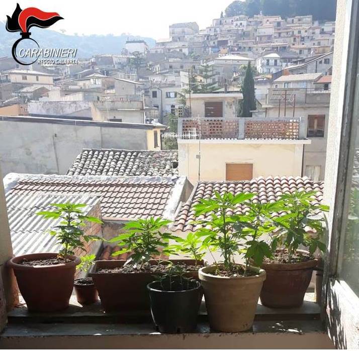Coltivava marijuana in casa: arrestato un uomo in provincia di Reggio