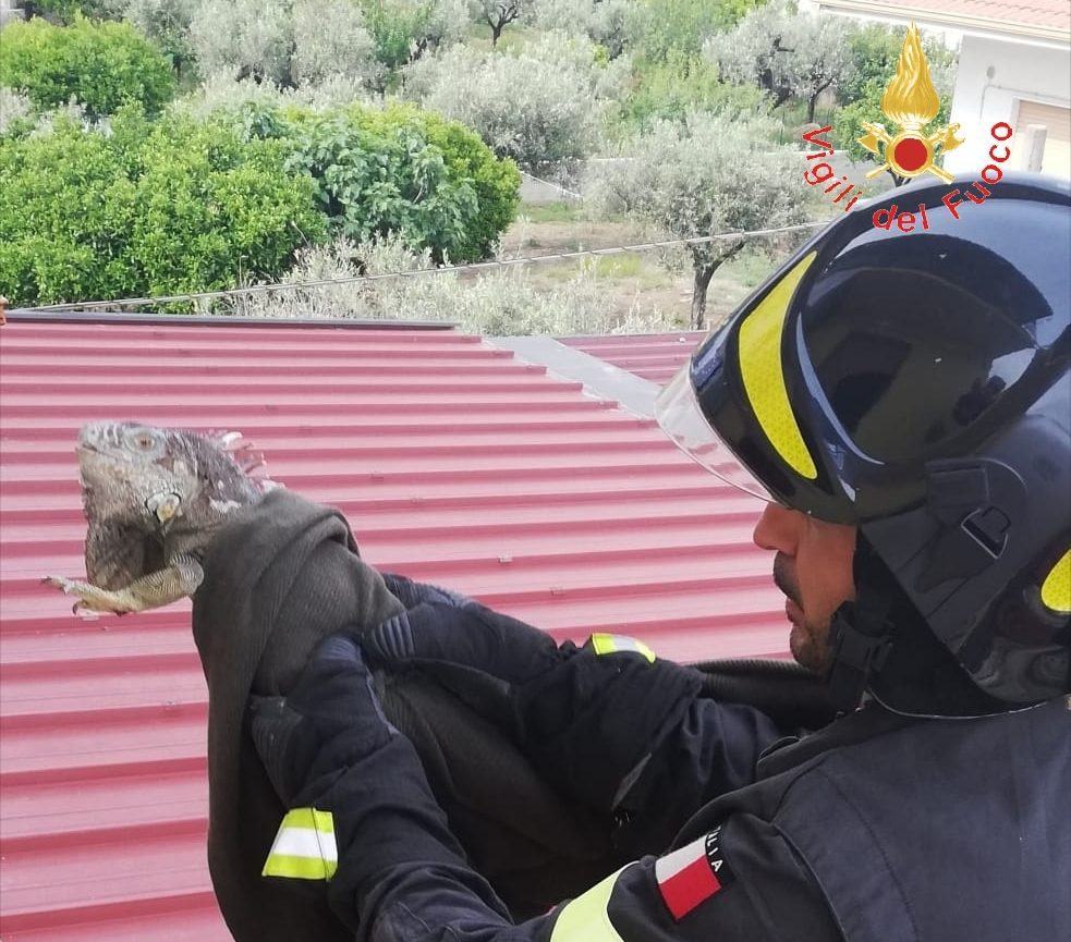 Calabria, Vigili del Fuoco salvano iguana sul tetto di un palazzo – FOTO