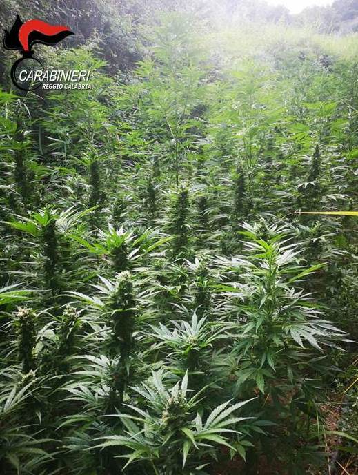 Locri, rinvenuta piantagione di Marijuana
