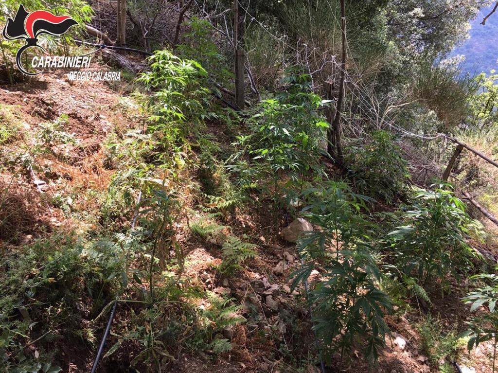 Reggio, ritrovate 360 piante di cannabis in pieno stato vegetativo