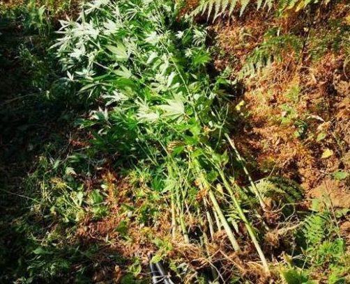 Cittanova, concessi domiciliari ai giovani arrestati per coltivazione canapa