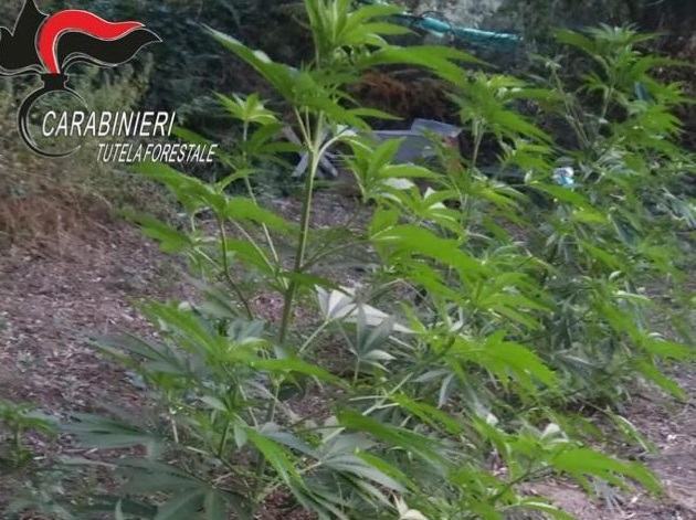 Reggio, coltivazione di cannabis: due fratelli in arresto