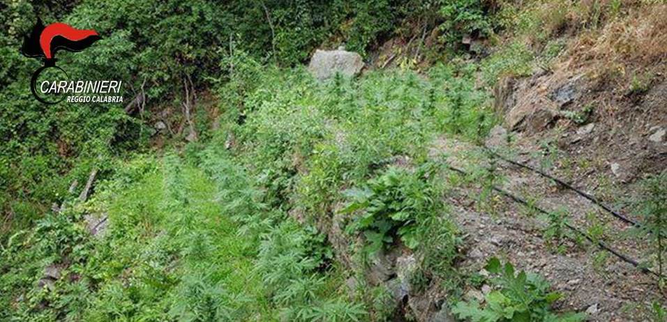 Scoperta coltivazione di marijuana: 12 indagati in provincia di Reggio