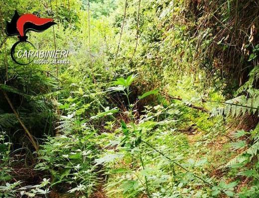 Sequestrata piantagione di canapa in provincia di Reggio Calabria