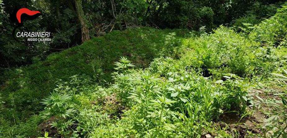 Nascondevano 600 piante di marijuana: due arresti in provincia di Reggio Calabria
