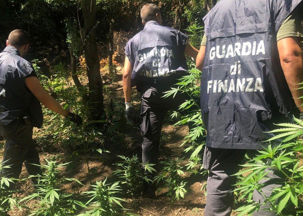 Sorpresi a coltivare marijuana: due arresti in provincia di Reggio