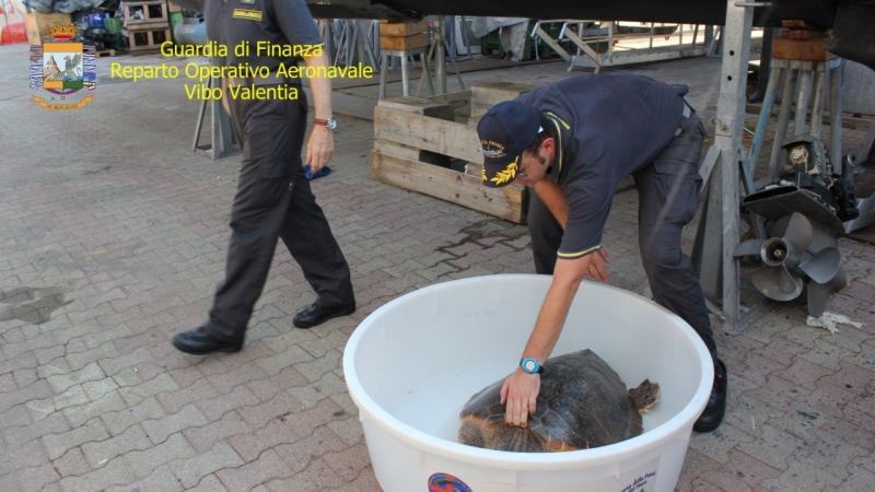 I militari salvano una tartaruga di mare in provincia di Reggio – FOTO