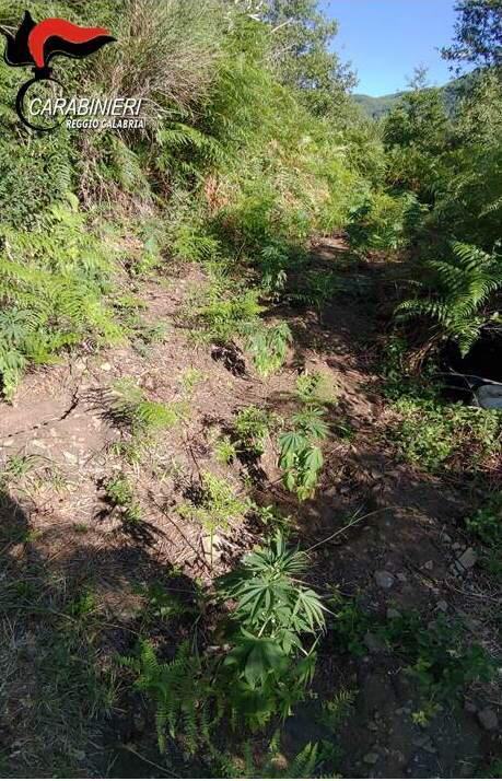 Santo Stefano in Aspromonte, rinvenute oltre 100 piante di canapa