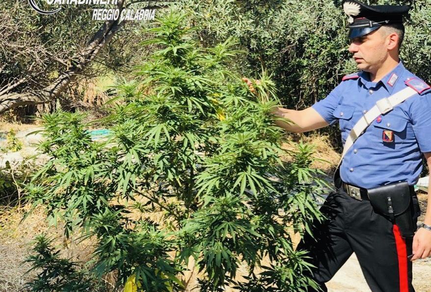 Siderno, un arresto per coltivazione di sostanze stupefacenti