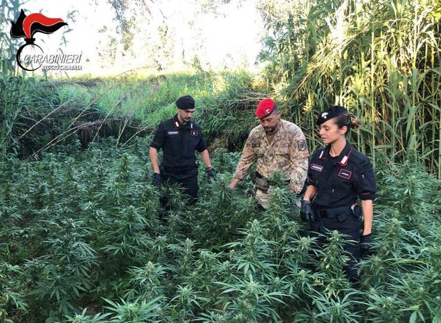 Coltivazione di marijuana, in arresto due giovani rosarnesi