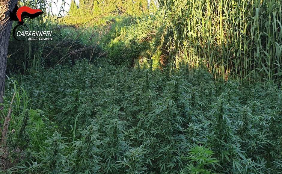 Rinvenuta ed estirpata una piantagione di canapa indiana nel reggino