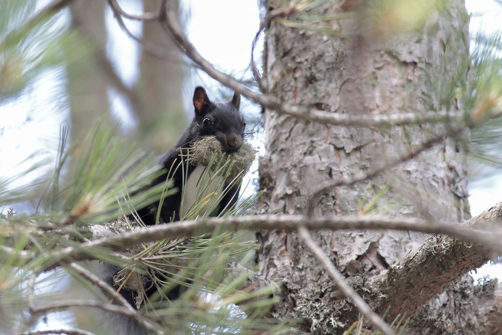 Parco dell’Aspromonte, tre giorni di eventi tra incontri di natura e lettura