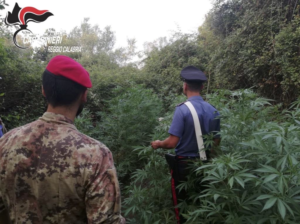 Coltivavano marijuana, tre arresti in provincia di Reggio