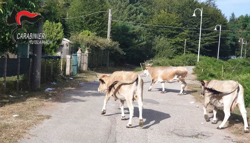Abbandono di animali e pascolo abusivo: un deferimento in provincia di Reggio