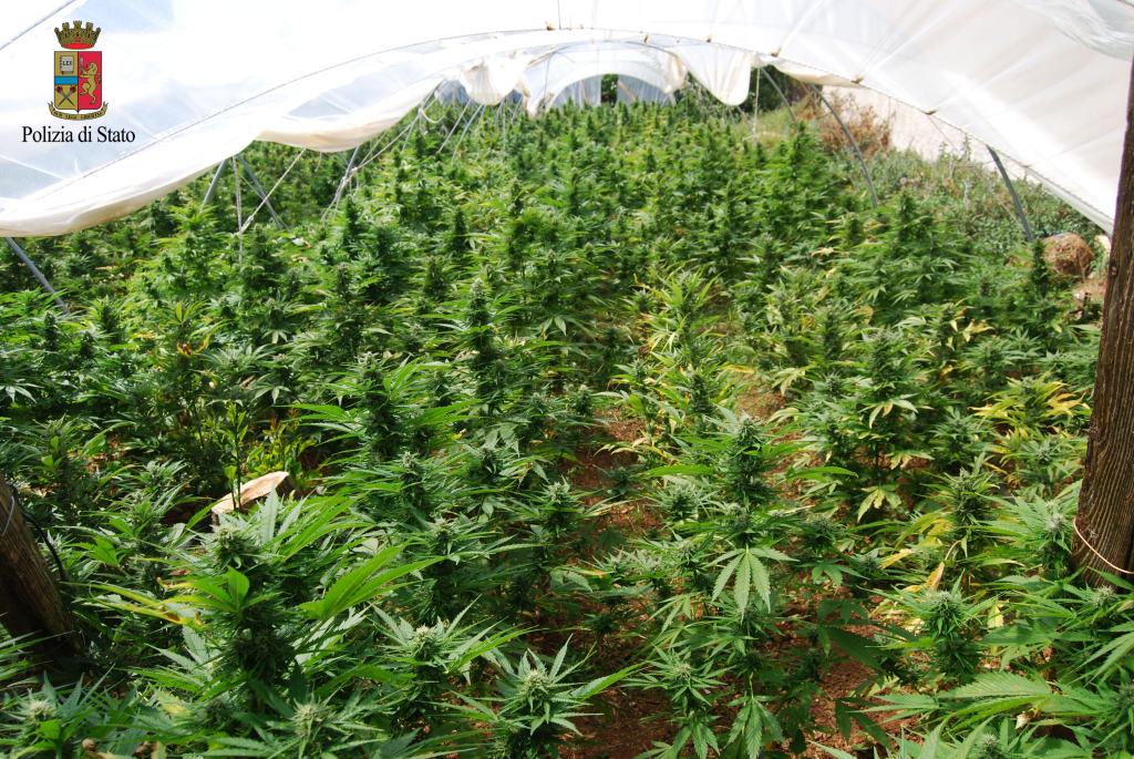 Reggio, scoperta piantagione di cannabis su terreno confiscato. Un arresto