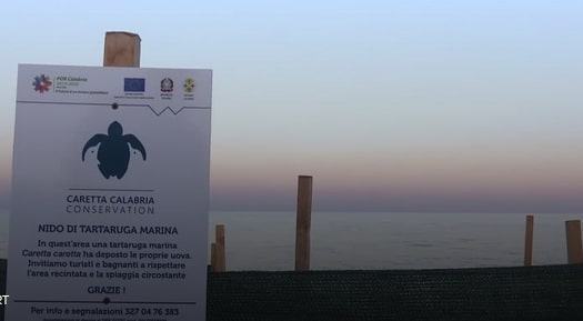 “La culla delle tartarughe”: Sky a Reggio Calabria per la 1ᵃ schiusa italiana
