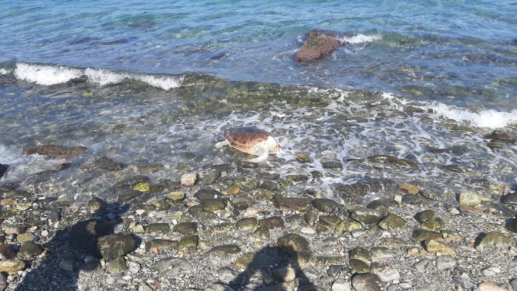 Reggio, tartaruga spiaggiata trovata morta – FOTO