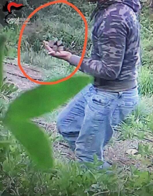 Sorpresi a coltivare marijuana: due arresti e un fermo in provincia di Reggio