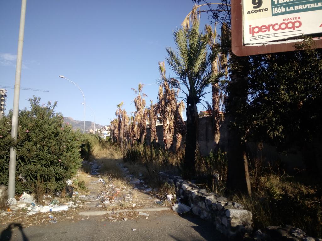 Alberi del Calopinace in stato di degrado, un reggino denuncia: ‘Nessuna cura’ – FOTO