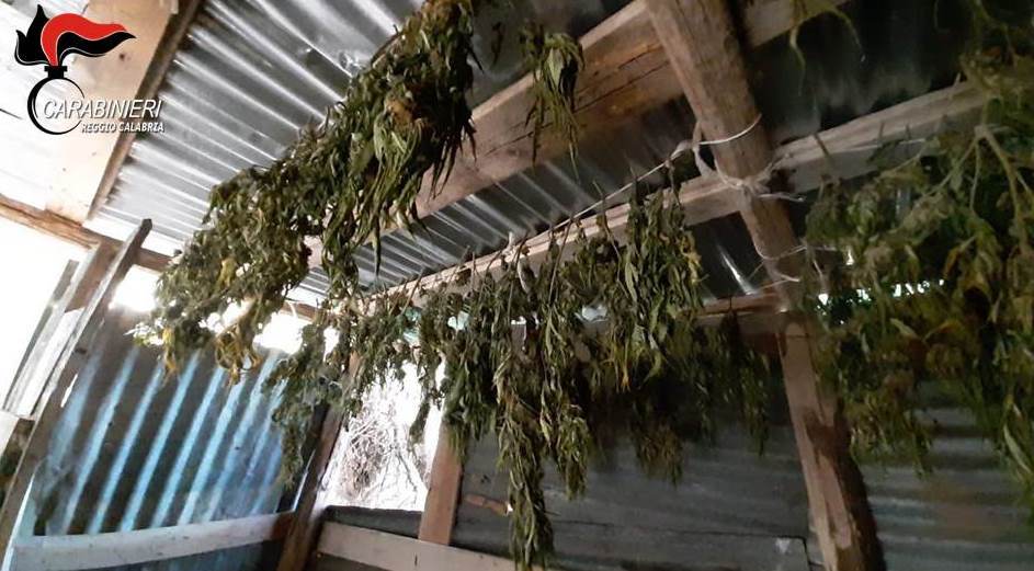 Rivenuta una piantagione di marijuana in provincia di Reggio Calabria – FOTO