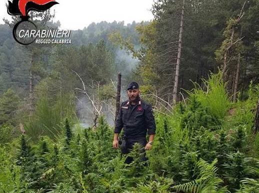 Ulteriore colpo alla produzione di sostanze stupefacenti in provincia di Reggio – FOTO