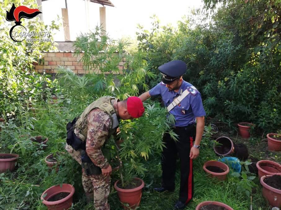 Carabinieri, rinvenute 50 piante di cannabis in provincia di Reggio