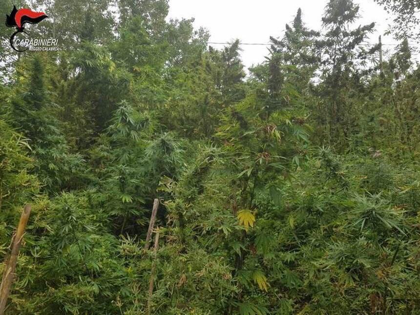 Colto in flagrante a coltivare marijuana: un arresto in provincia di Reggio