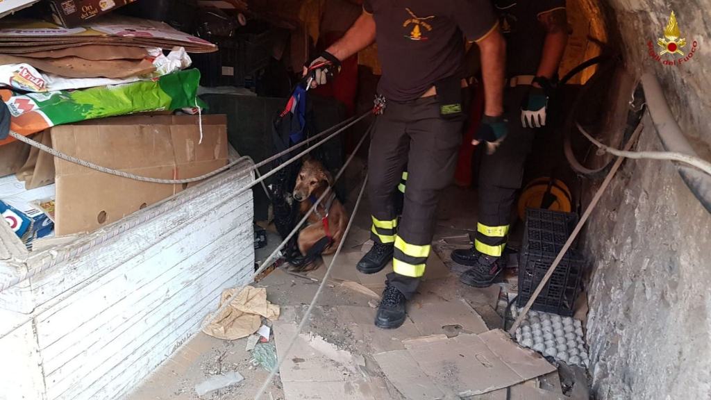 Reggio Calabria, recuperato cane caduto in un pozzo – FOTO