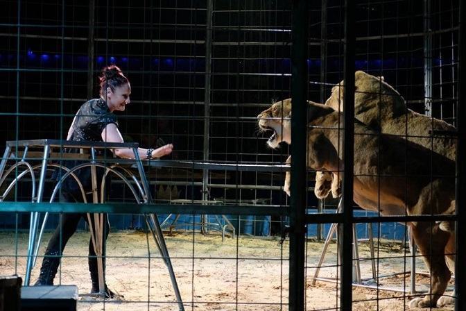 Circo, Reggio Bene Comune: “Gli animali non sono spettacolo”
