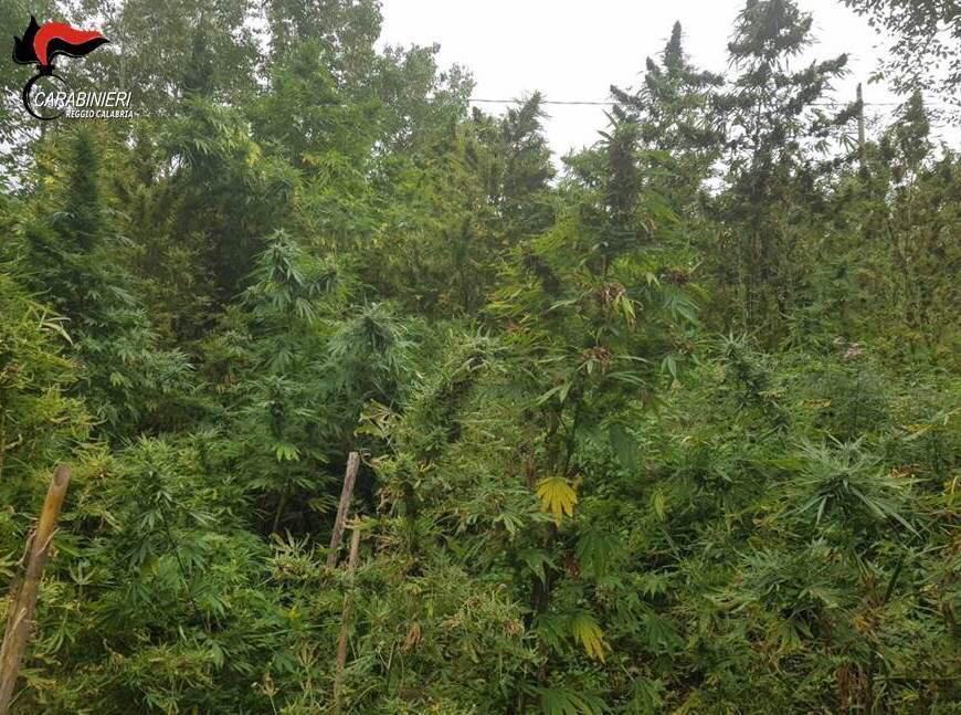 Rinvenuta una piantagione di canapa indiana nel reggino