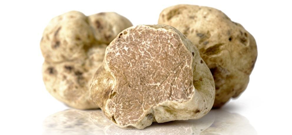 Oro? No, tartufo bianco. Il prezzo sale a 300 euro l’etto