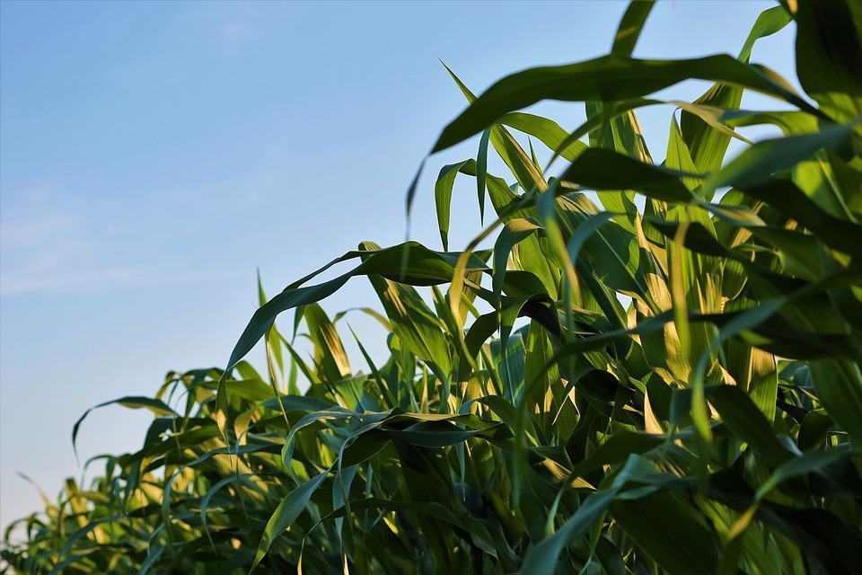 Agricoltura, Ministro Amendola: ‘Dati del Sud non negativi’