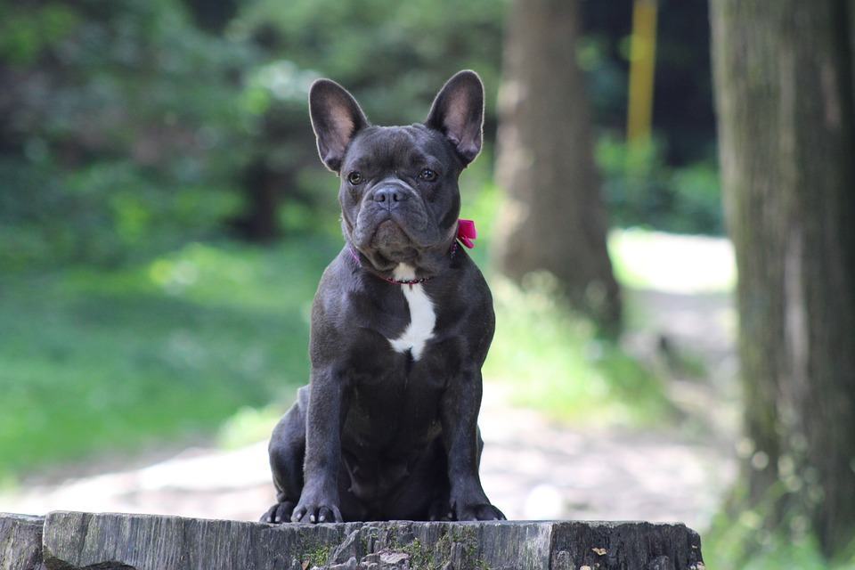 A Reggio Calabria il raduno per bulldog francesi e inglesi