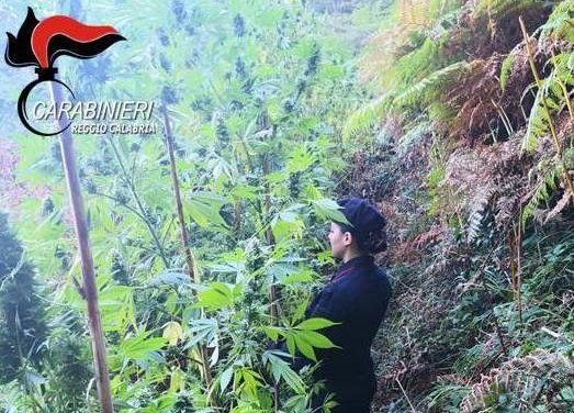 Scilla, i carabinieri scoprono oltre 800 piante di marijuana