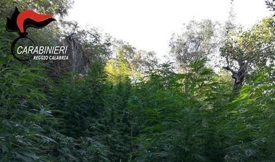 Scoperta una nuova piantagione di marijuana in provincia di Reggio