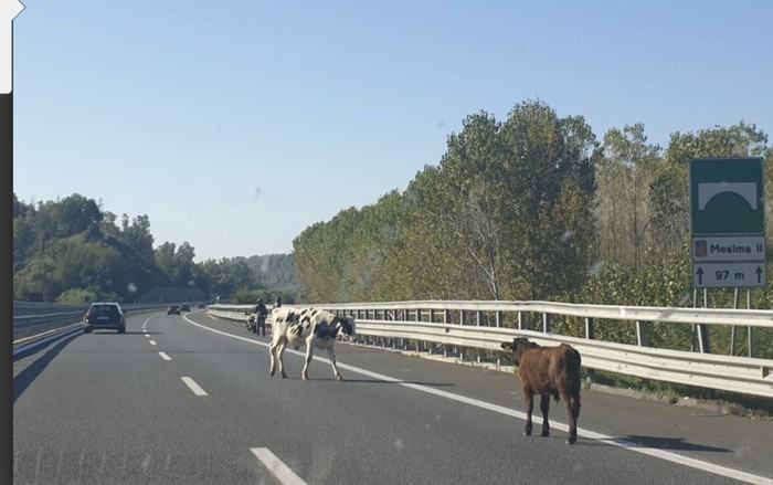 Autostrada A2, spuntano le mucche in provincia di Reggio