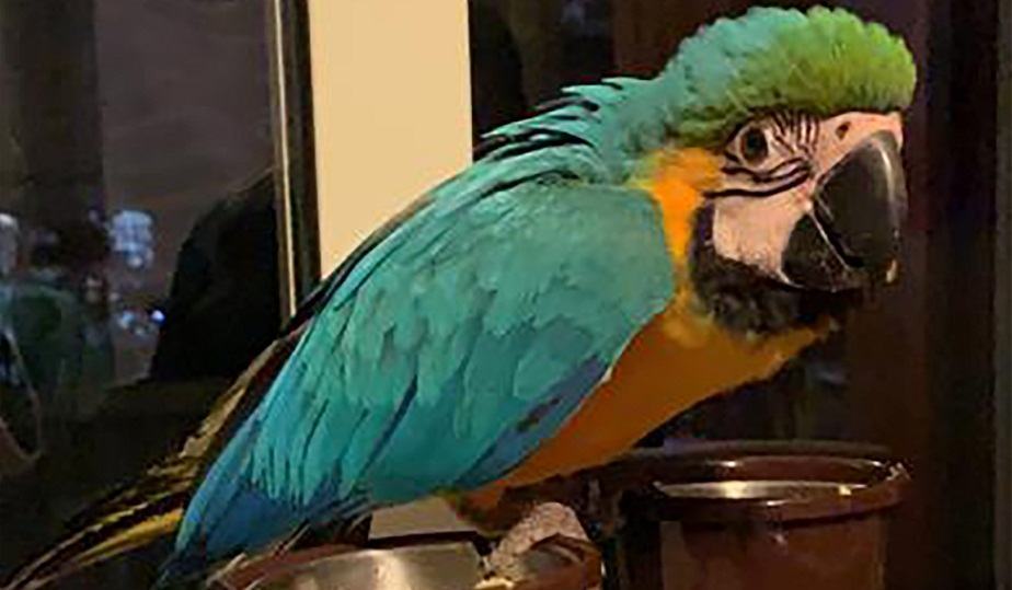 Reggio Calabria, smarrito un raro esemplare di pappagallo
