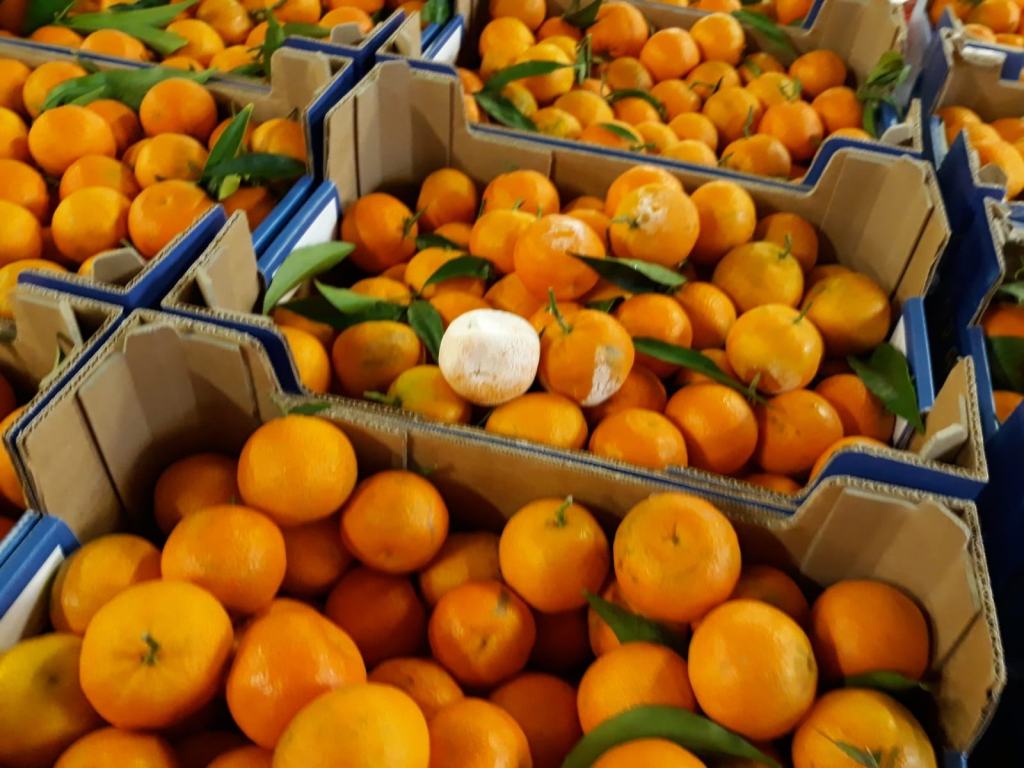 Calabria, la campagna delle clementine parte male, si rischia di alimentare catena dello sfruttamento