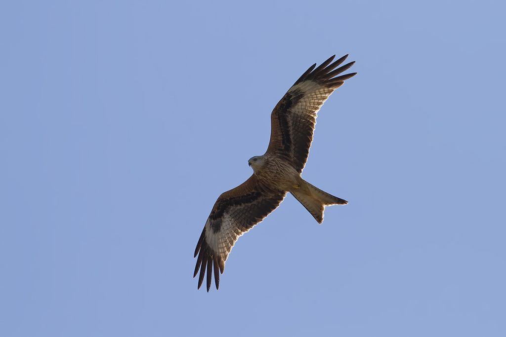 Al via il progetto “Life Milvus” del Parco dell’Aspromonte