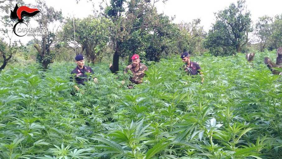 Bianco – 15 arresti, 12 piantagioni e oltre 10.000 piante sequestrate