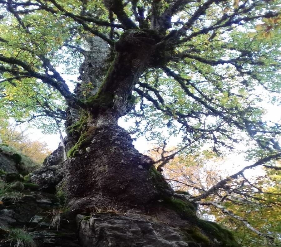 Una tra le 5 querce più vecchie del mondo si trova in Calabria