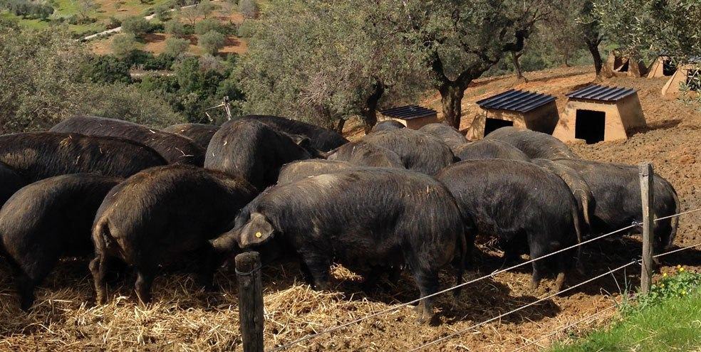 Suino nero di Aspromonte: territorio, benessere e prospettive