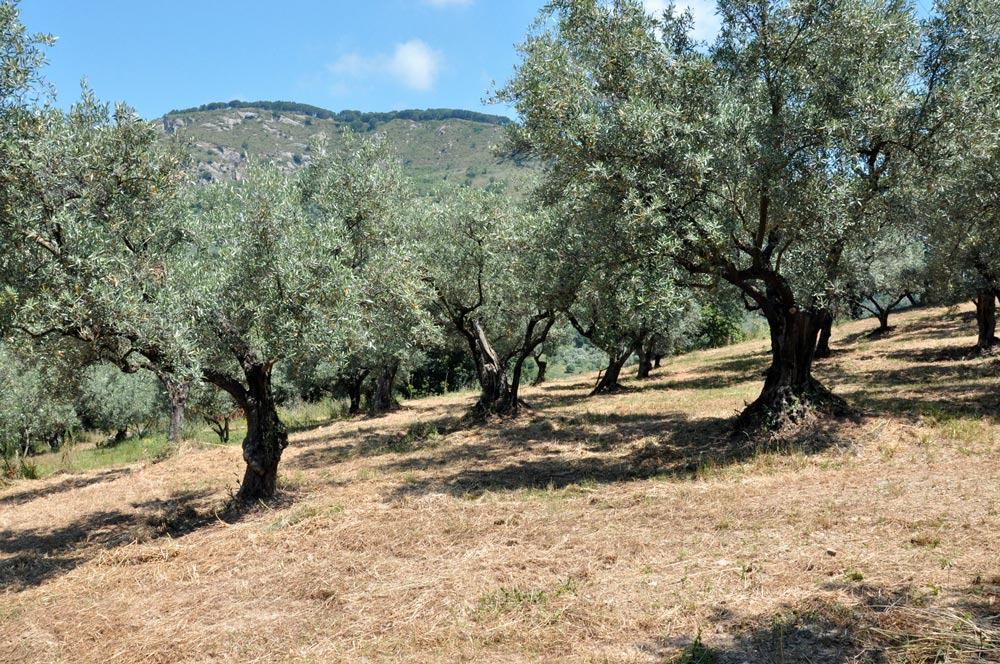 Uliveto Carolea su un pendio con alberi di olivo e un rilievo montuoso sullo sfondo