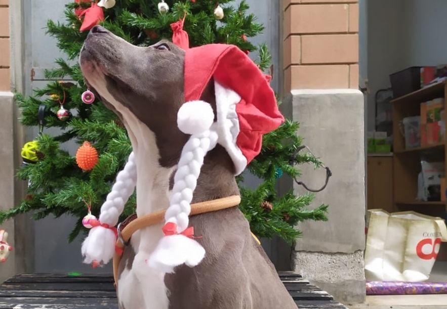 Reggio – ‘Dona un osso per Natale’, una bella iniziativa per gli amici a quattro zampe