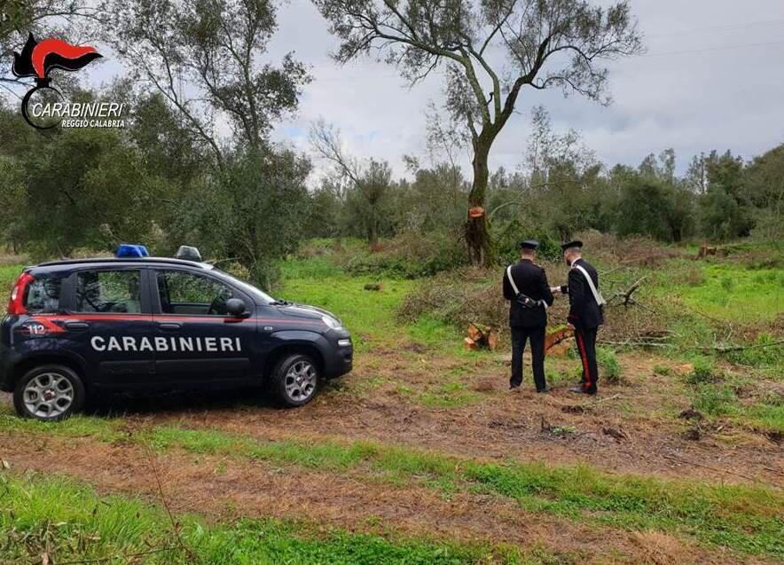 Alimenti illeciti in provincia di Reggio: sequestri e sanzioni per circa 10 mila euro
