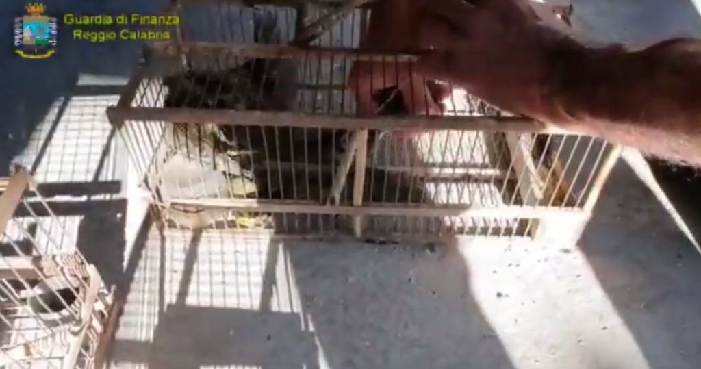 Reggio, operazione Libertà – Salvati oltre 50 volatili di specie protetta, illecitamente detenuti e maltrattati