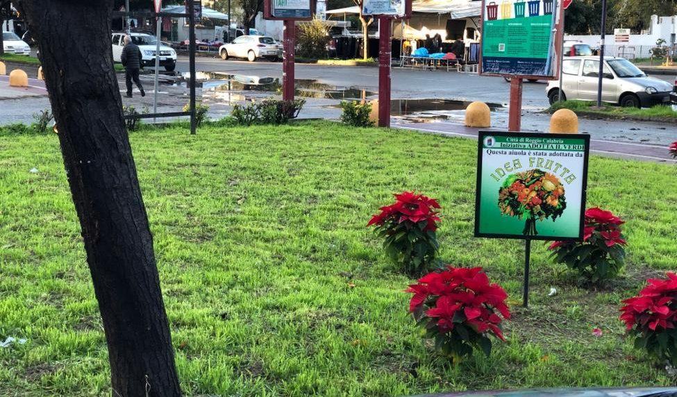 Reggio, ‘Adotta il verde’: nuove piante natalizie sul viale Calabria – FOTO
