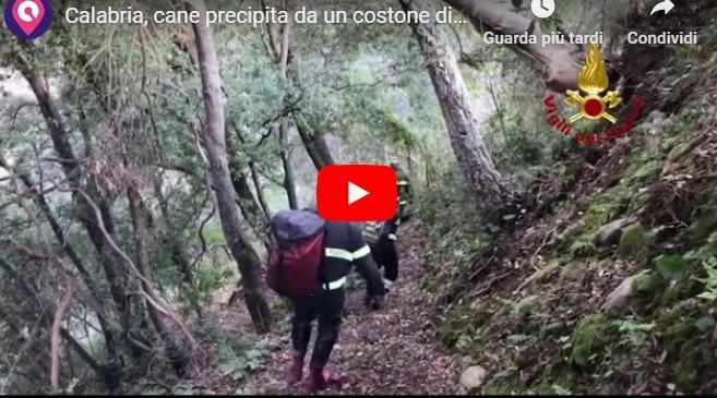 Calabria, cane precipita da un costone di roccia. Il salvataggio dei Vigili